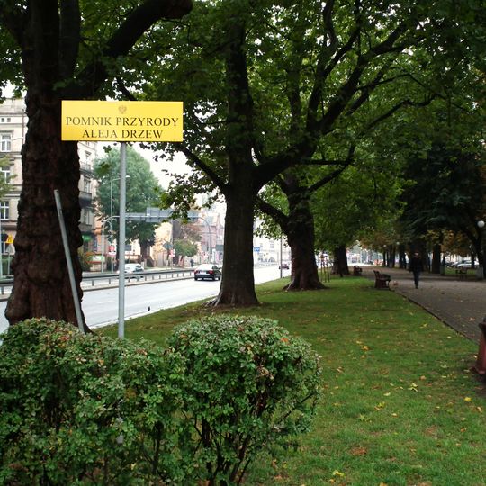 Aleja platanowa w Legnicy