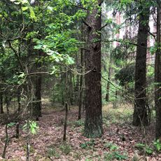 Hrodzenskaja pušča