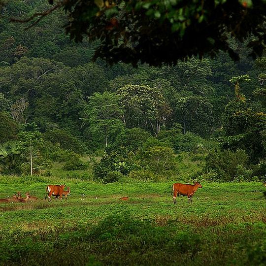 Parc national d'Alas Purwo