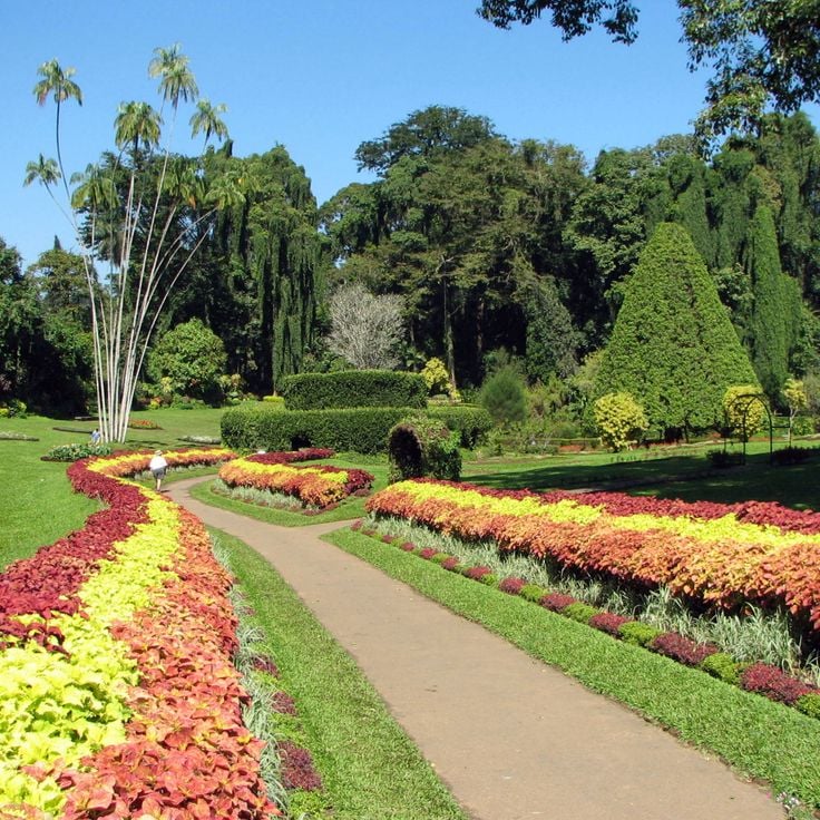 Kungliga botaniska trädgården i Peradeniya