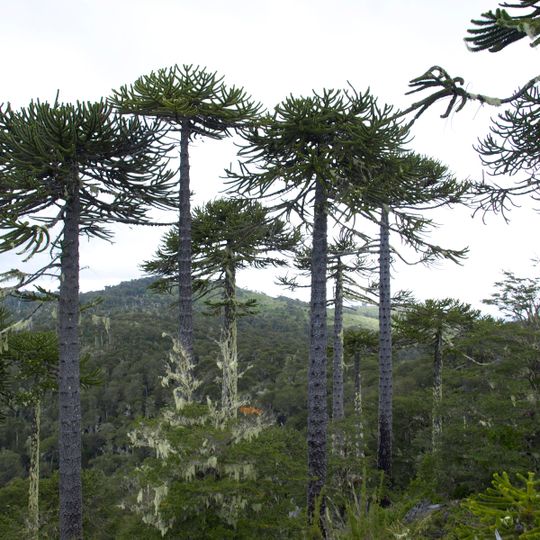 Cordillera de Nahuelbuta