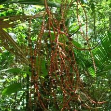 IBGE Ecological Reserve