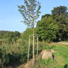 Lípa století v Náramči