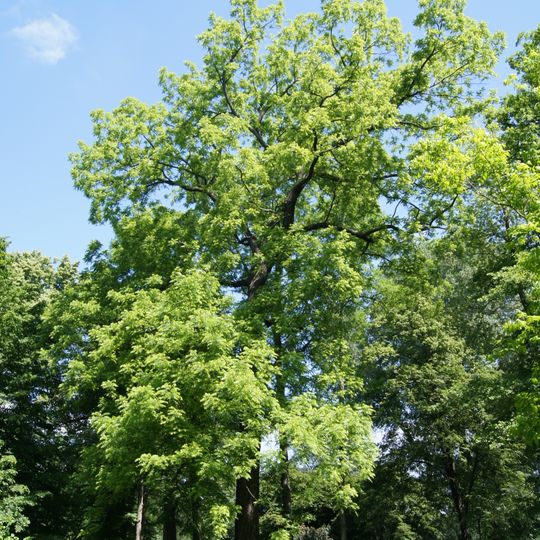Schwarznuss Juglans nigra Park am Weißensee südwestlicher Bereich Höhe Albertinenstraße 13–16