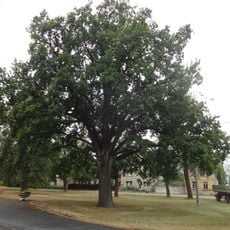 Naturdenkmal Stieleiche