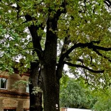 Naturdenkmal  [[Eichen|Eiche]]-[[Stieleiche]] (''Quercus robur'') Eichenpark (Straßenende) in Spremberger Vorstadt