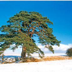 Libáňská borovice