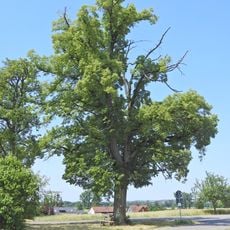 1 Linde oberhalb Steinbach