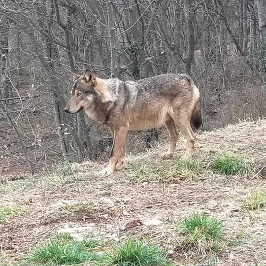 Area faunistica del Lupo Appenninico