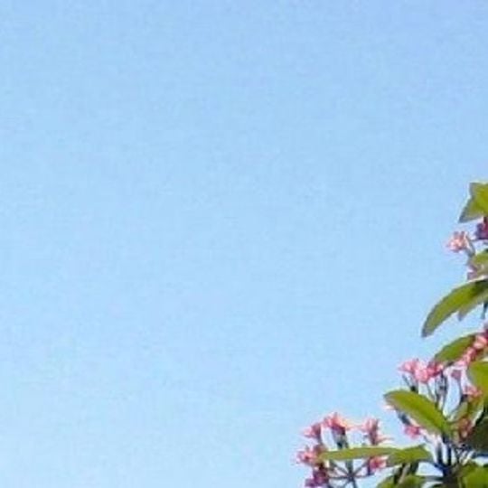 Antillas Neerlandesas