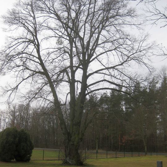 Winterlinde Friedhof Grünewald