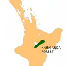 Kaingaroa Forest