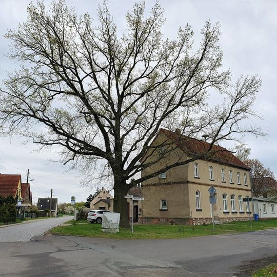 Quercus robur before school Gerbisdorf