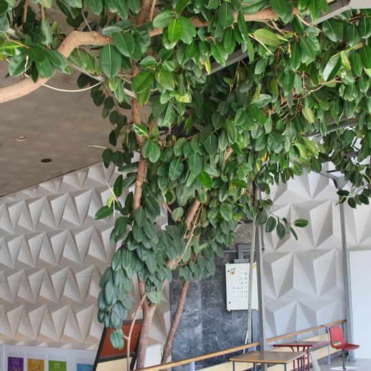 Споменик природе Фикус — Чачак