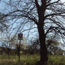 Lípa v Sadu osvobození