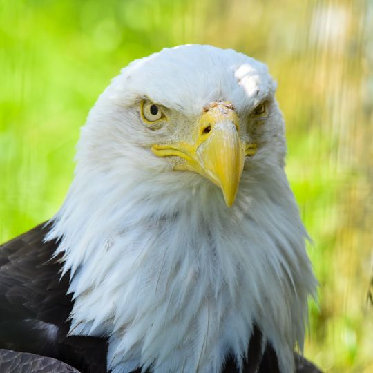 Les Aigles du Léman