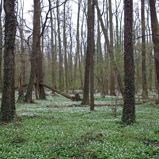 Nature reserve Polesie Konstantynowskie