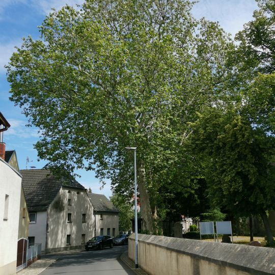 Naturdenkmal Platane auf dem Friedhof Ortrand