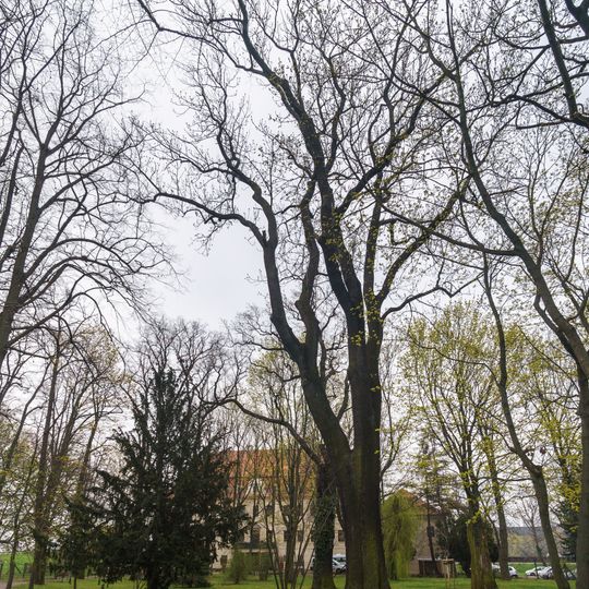 2 Schwarzpappeln am Hafen