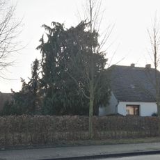 Naturdenkmal Scheinzypresse in Kleßen