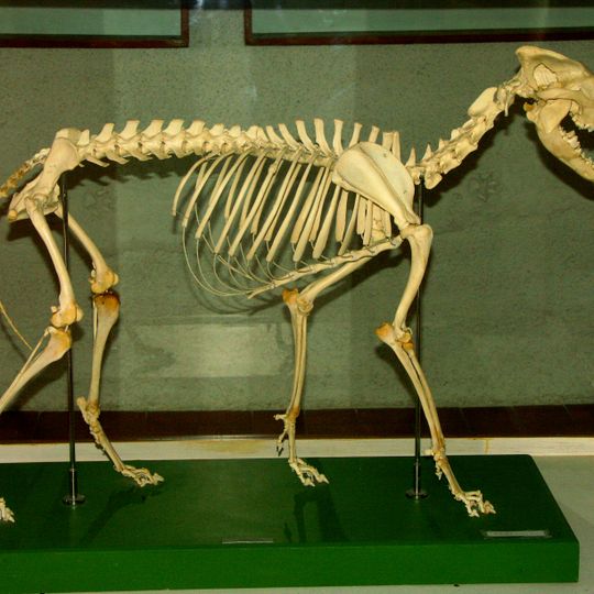 Museo del lupo appenninico