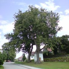 Lípy u kapličky na návsi v Ratiboři