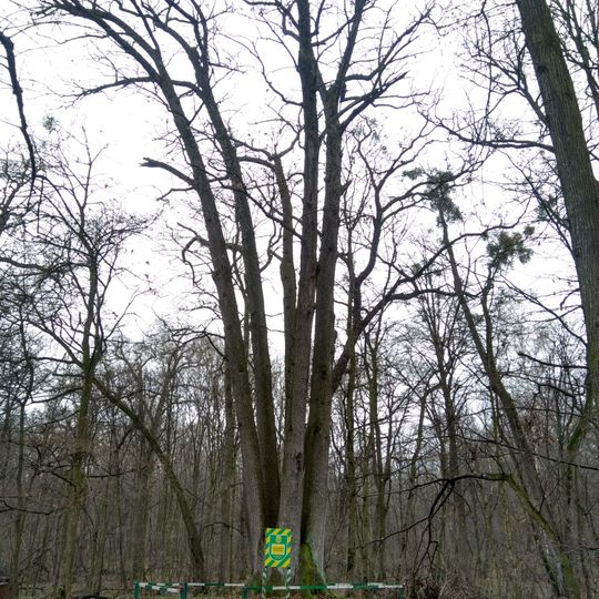 Shestystovburne oak tree