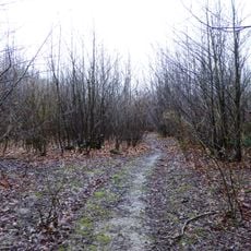 Sissinghurst Park Wood