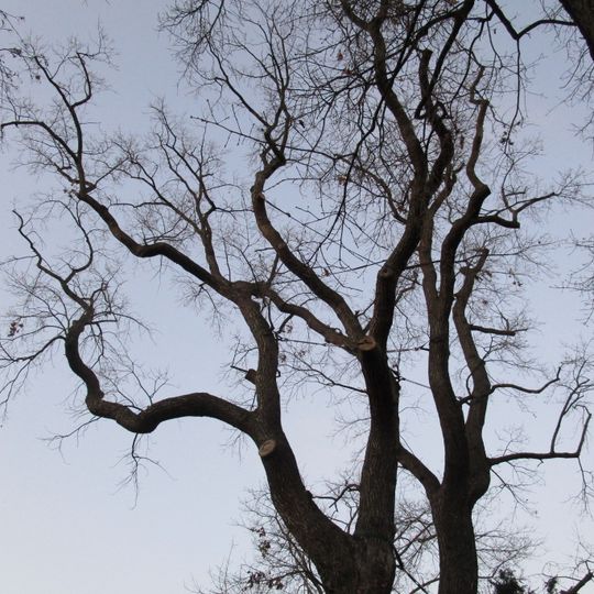 Eiche Kapellenbrink 22