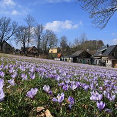 Krokuswiese in Schellenberg