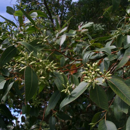 Gympie National Park