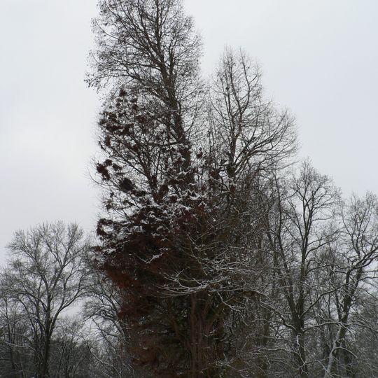 Tisovec v Dolní Lukavici