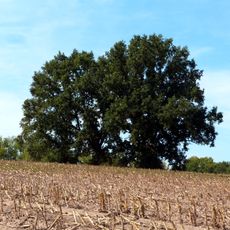 3 Eichen nordwestlich Streiberg