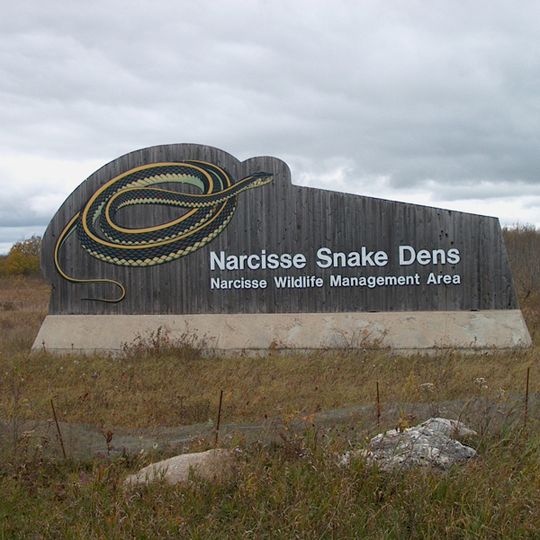 Nids de couleuvres de Narcisse