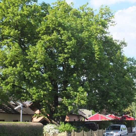 Trauben-Eiche Kladower Damm 316