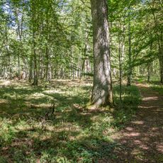 Eichen-Hainbuchenwald Laubenbuch bei Rothenstein