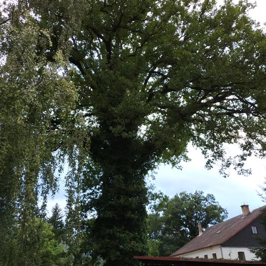 Dub letní v Dolním Podluží