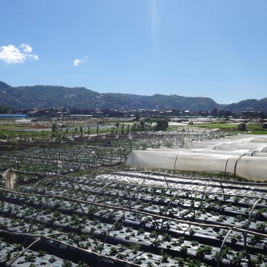 La Trinidad Strawberry Farm