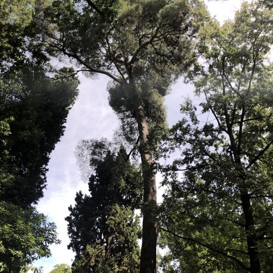 Pino carrasco del Real Jardín Botánico