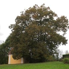 Zwei Linden bei der Kalvarienbergkapelle