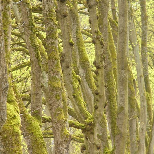 Extensivwiesen und Ameisenbläulinge in und um Aschaffenburg