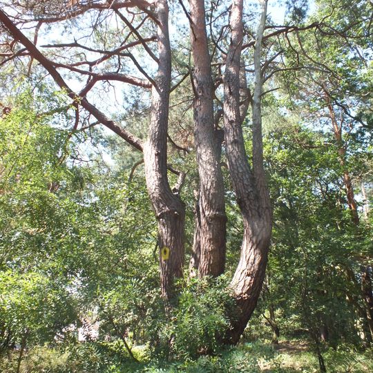 Naturdenkmal Gemeine Kiefer