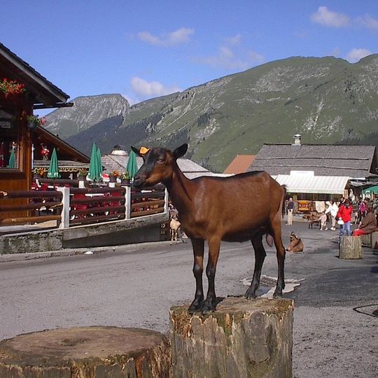 Village des chèvres