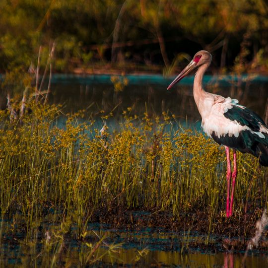 Reserva Lagoa São Paulo