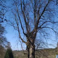 Lípa v Horákově Lhotě