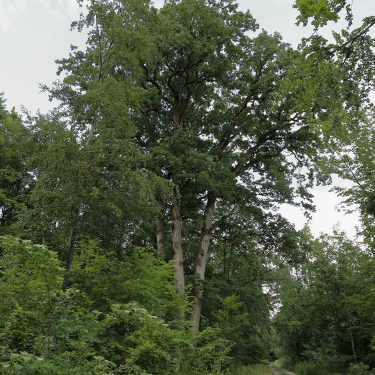Vierlings-Eiche im Gewann „Edelberg-Moosich“