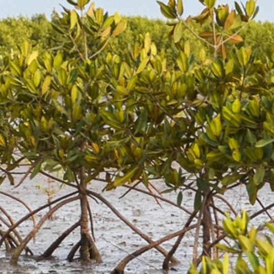 Casamance