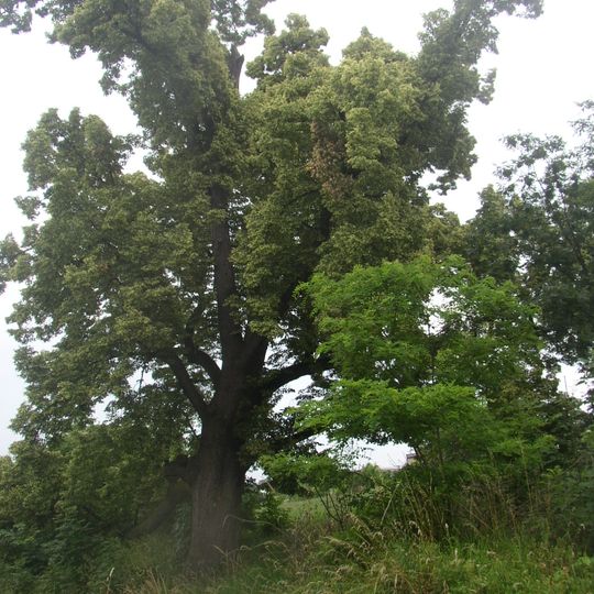 Lípa u Horova mlýna
