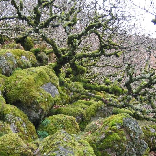 Wistman's Wood