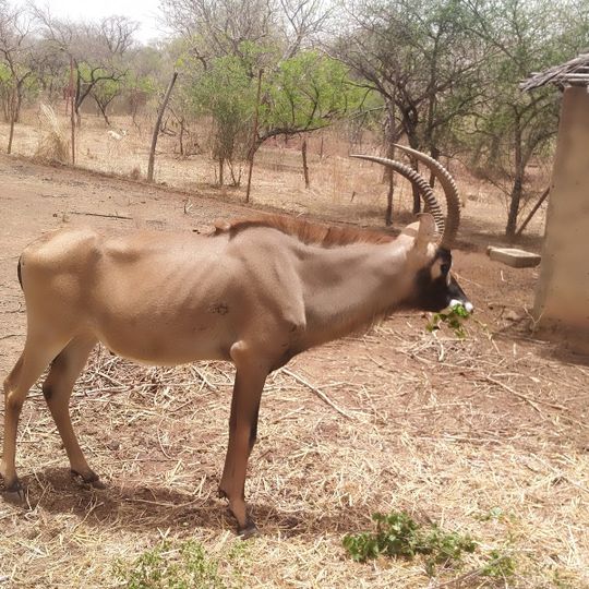 Ferme d'expérimentation de Wedbila